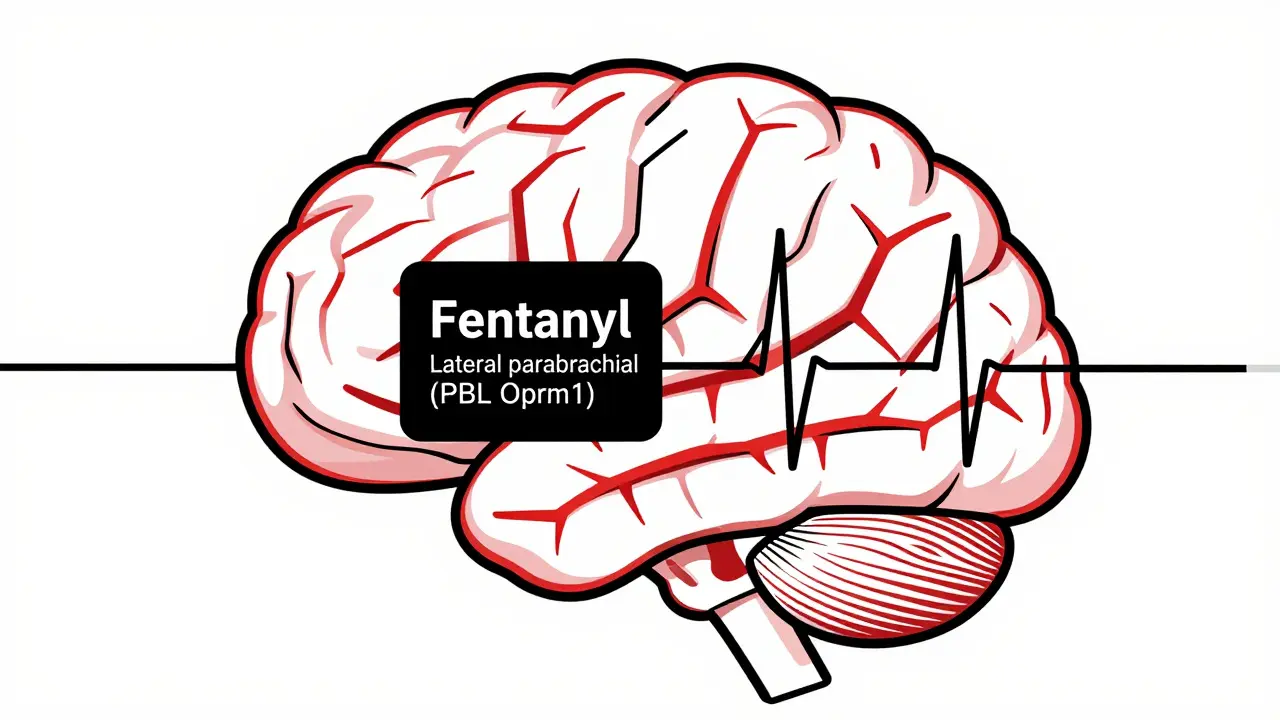 Dépression respiratoire induite par les opioïdes : les effets graves sur la respiration